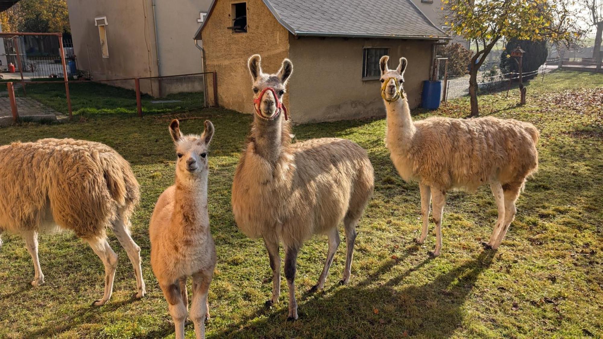 Ferienwohnungen Satkula Crostwitz Exterior foto